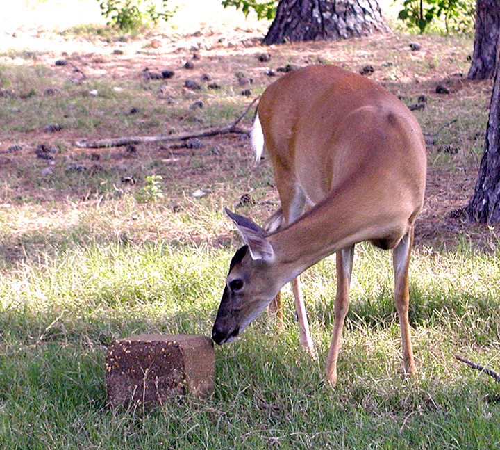 doe & blk.jpg
